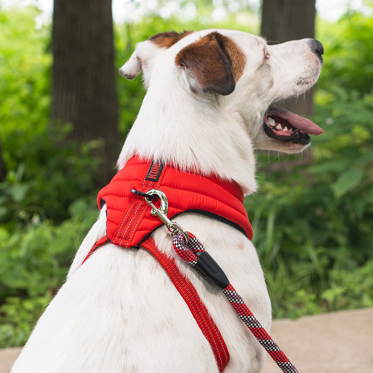 KONG Comfort Dog Harness – Red Medium Adjustable Padded Fit