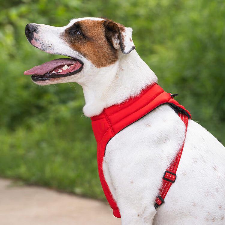 KONG Comfort Dog Harness – Red Medium Adjustable Padded Fit